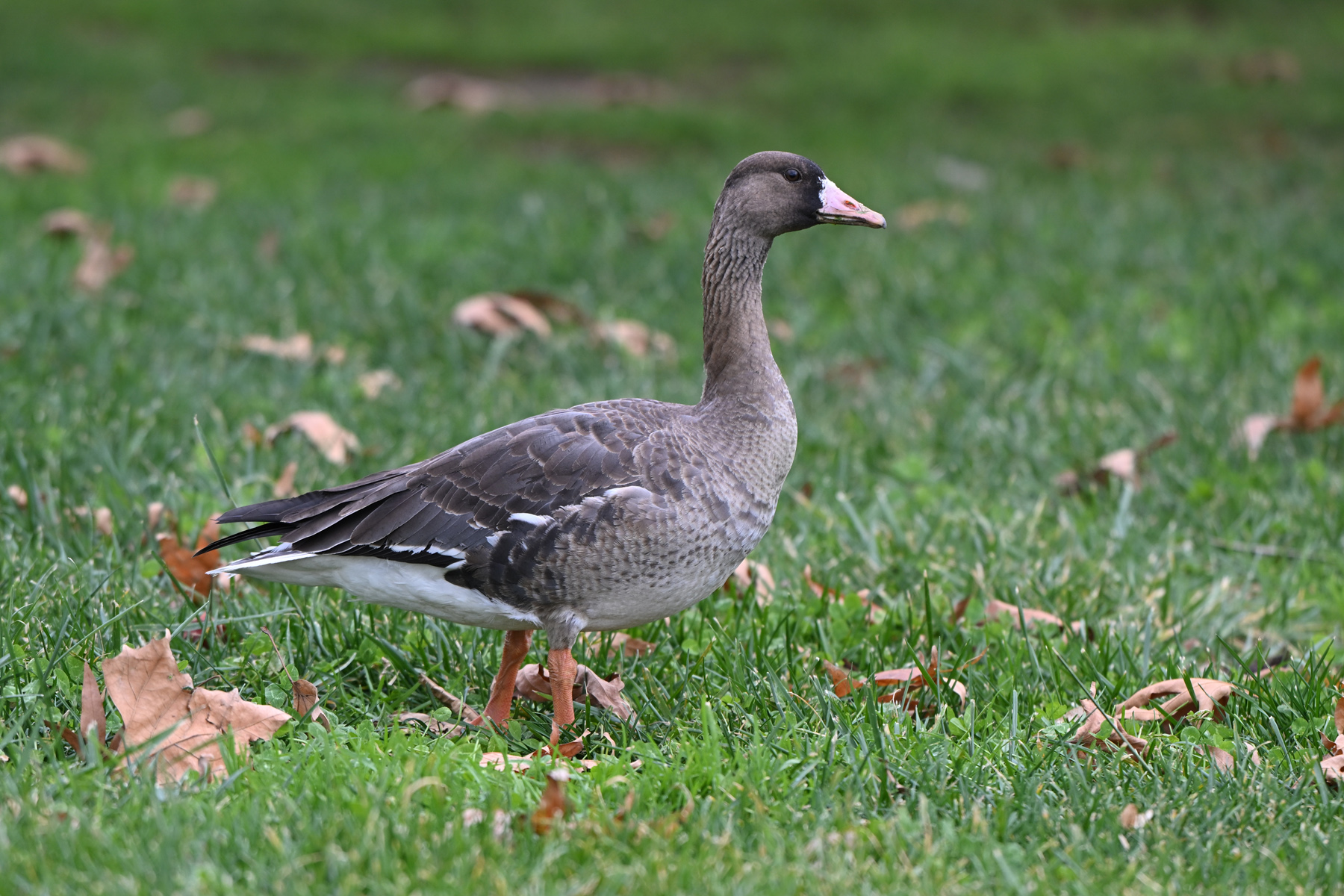 Sakarca » Greater White-fronted Goose » Anser albifrons