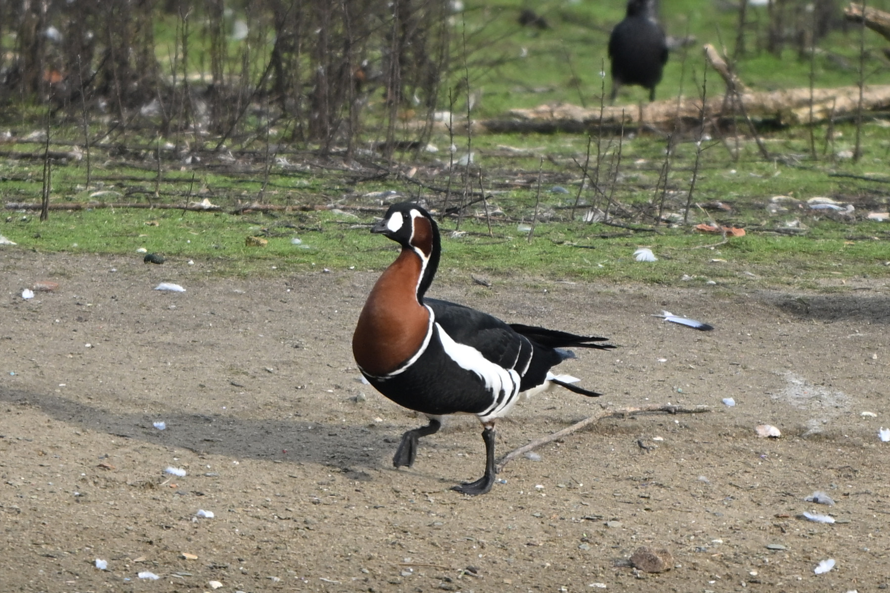 Sibirya kazı » Red-breasted Goose » Branta ruficollis