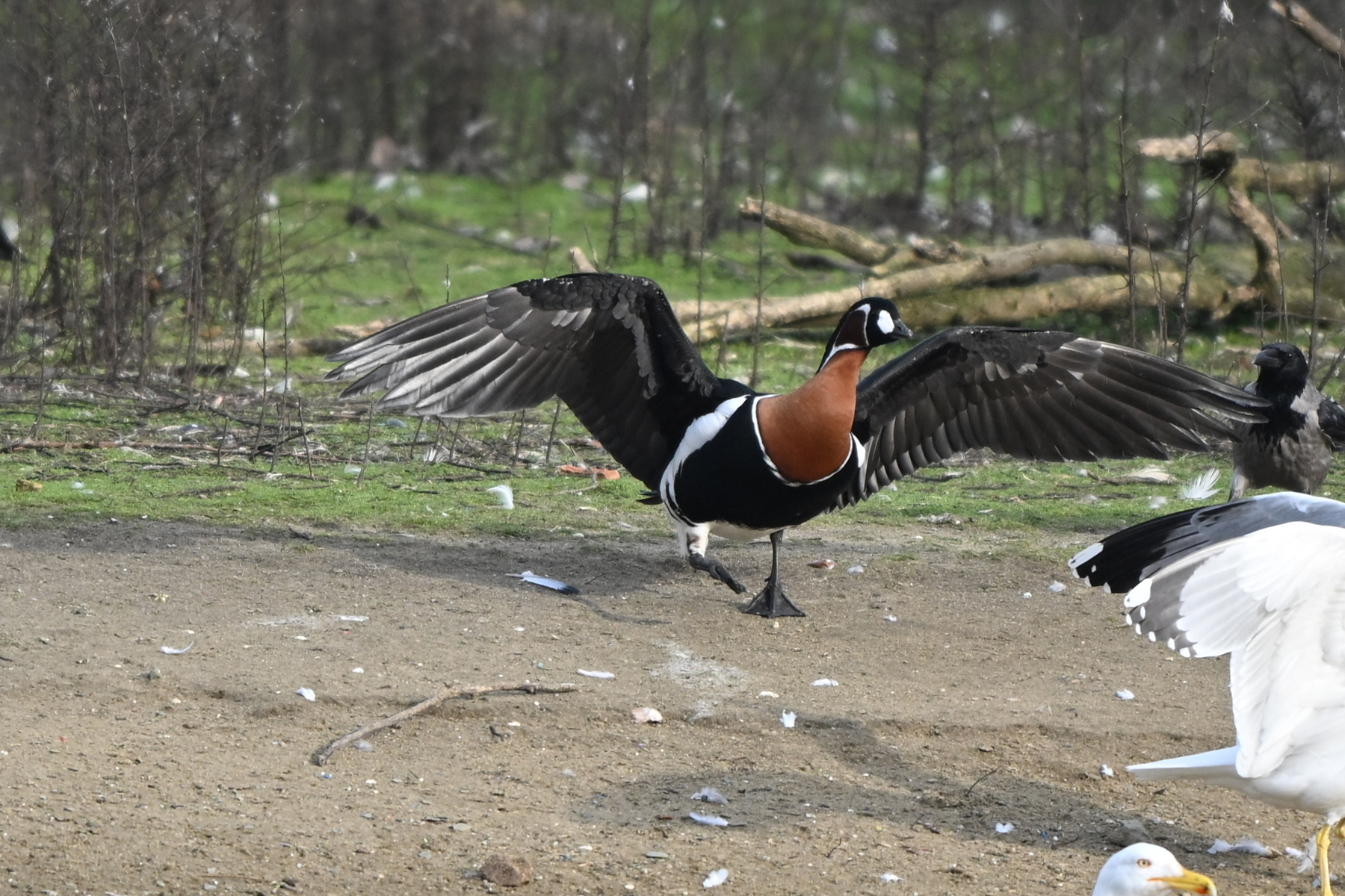 Sibirya kazı » Red-breasted Goose » Branta ruficollis