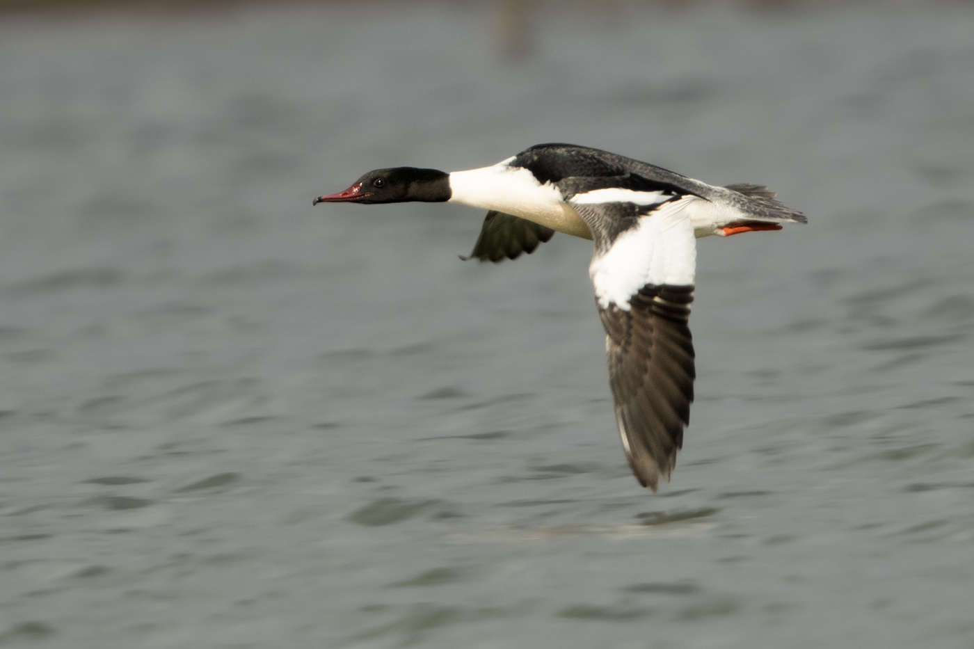 Büyük tarakdiş » Common Merganser » Mergus merganser