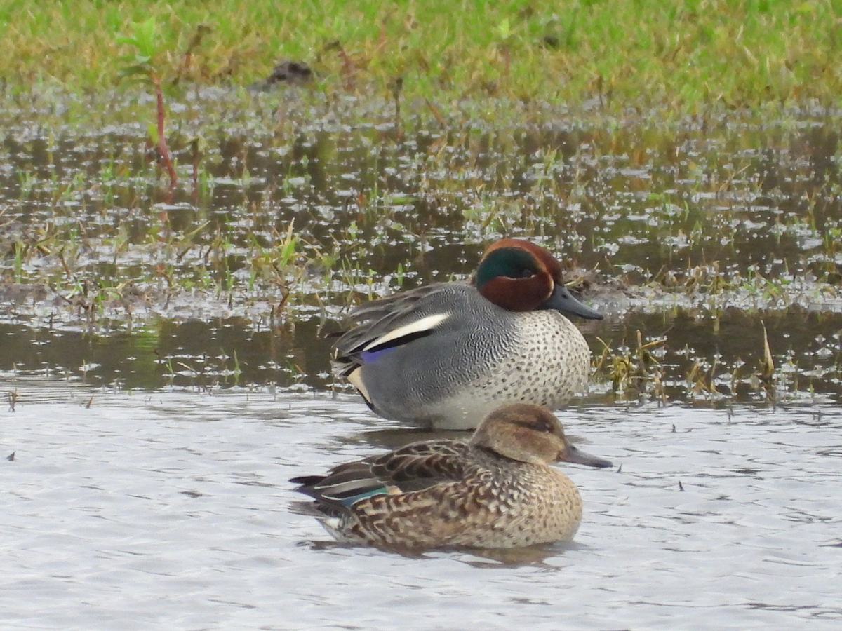 Çamurcun » Eurasian Teal » Anas crecca