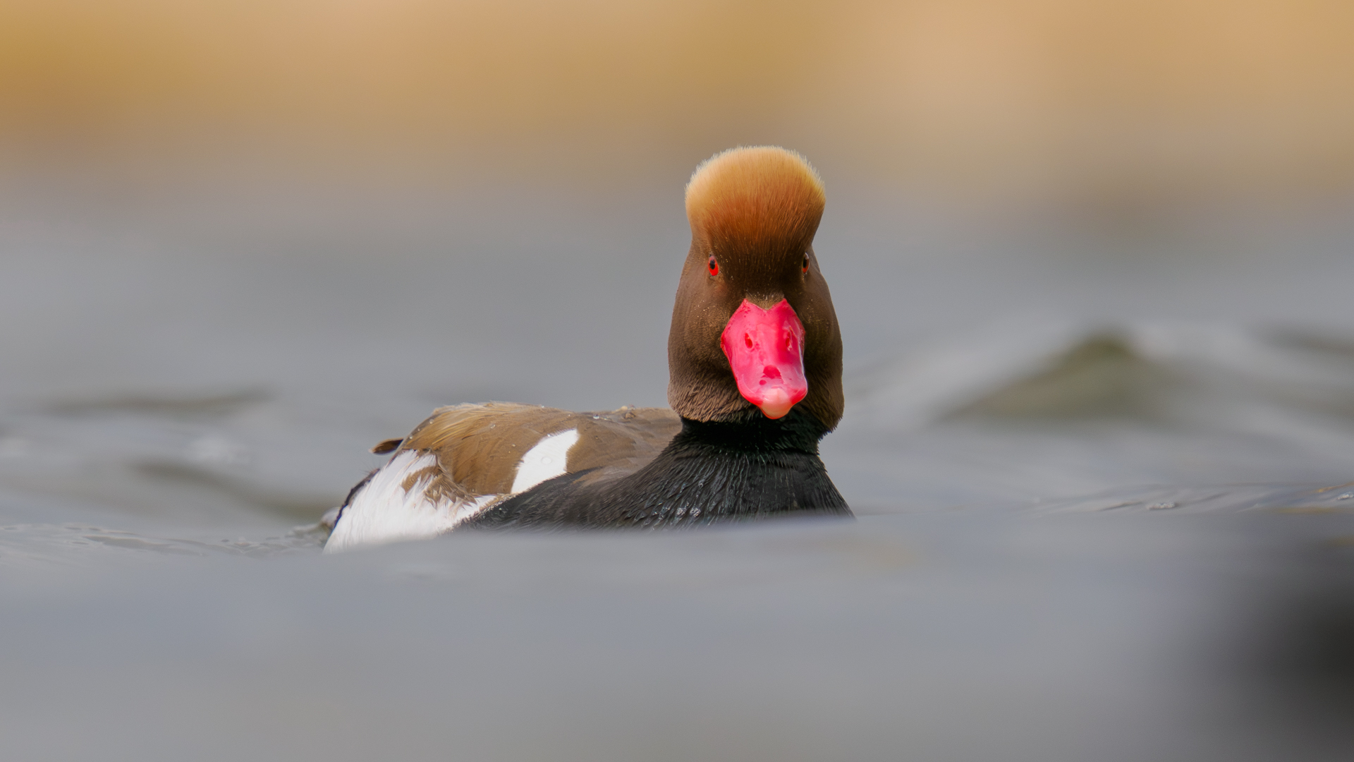 Macar ördeği » Red-crested Pochard » Netta rufina
