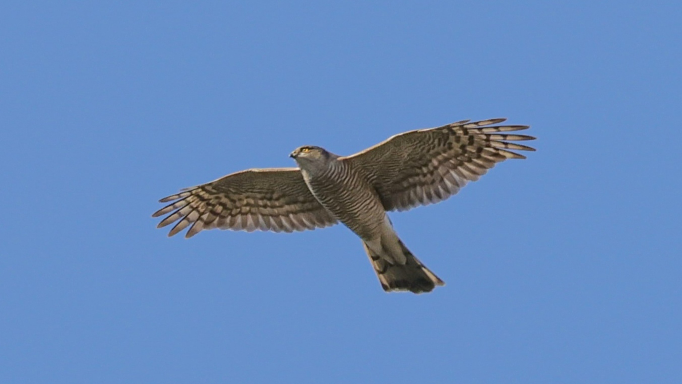 Atmaca » Eurasian Sparrowhawk » Accipiter nisus