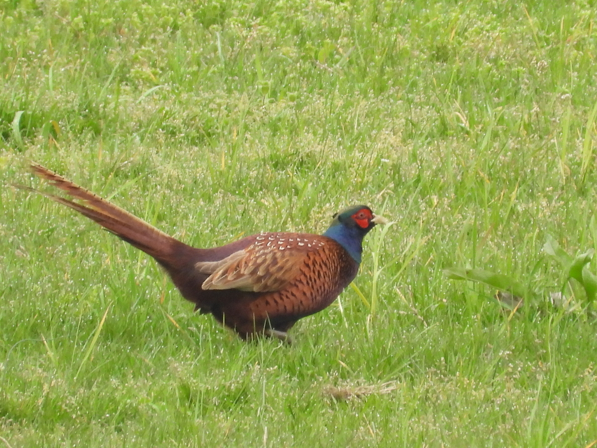 Sülün » Common Pheasant » Phasianus colchicus