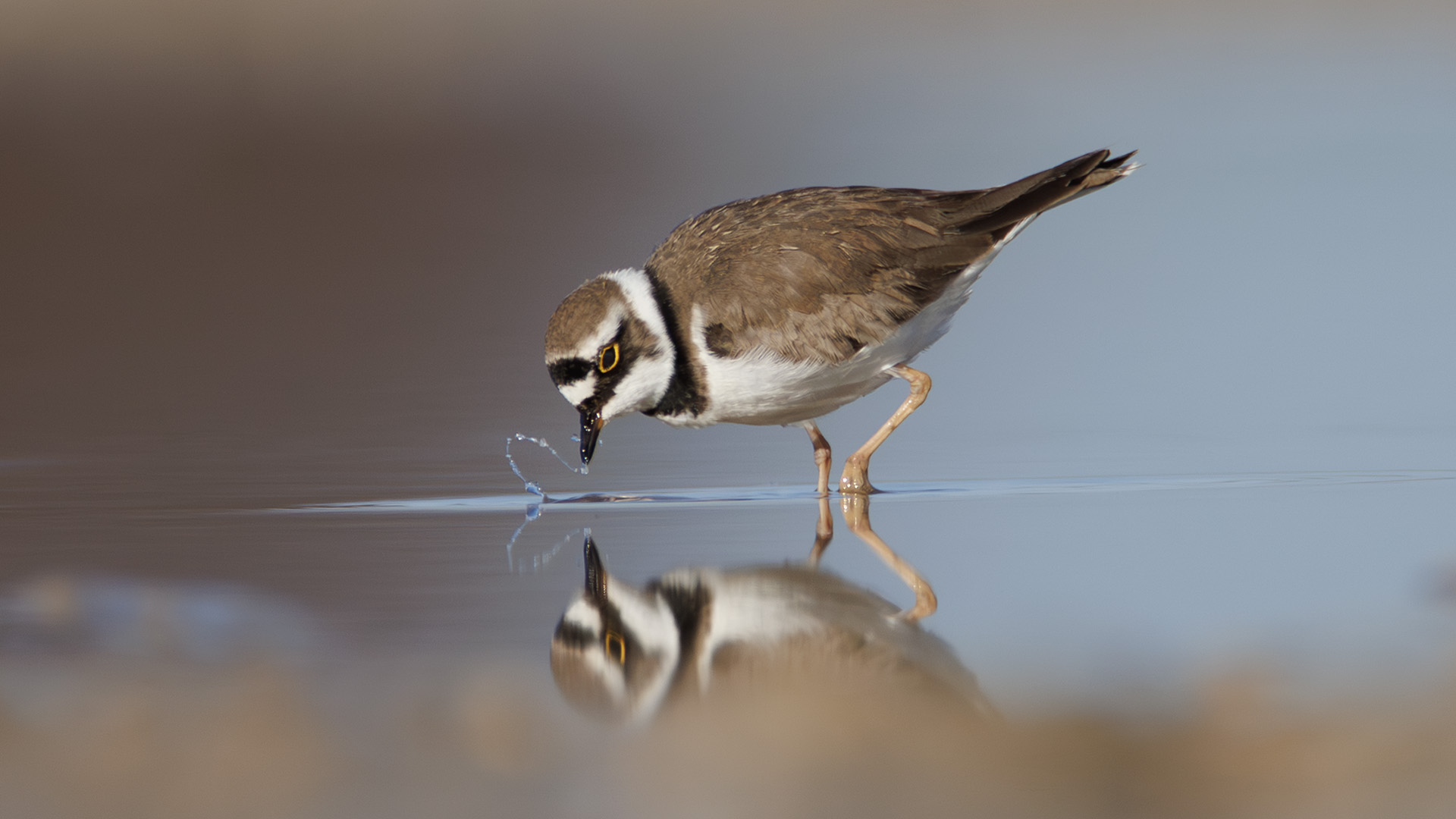 Halkalı küçük cılıbıt » Little Ringed Plover » Charadrius dubius