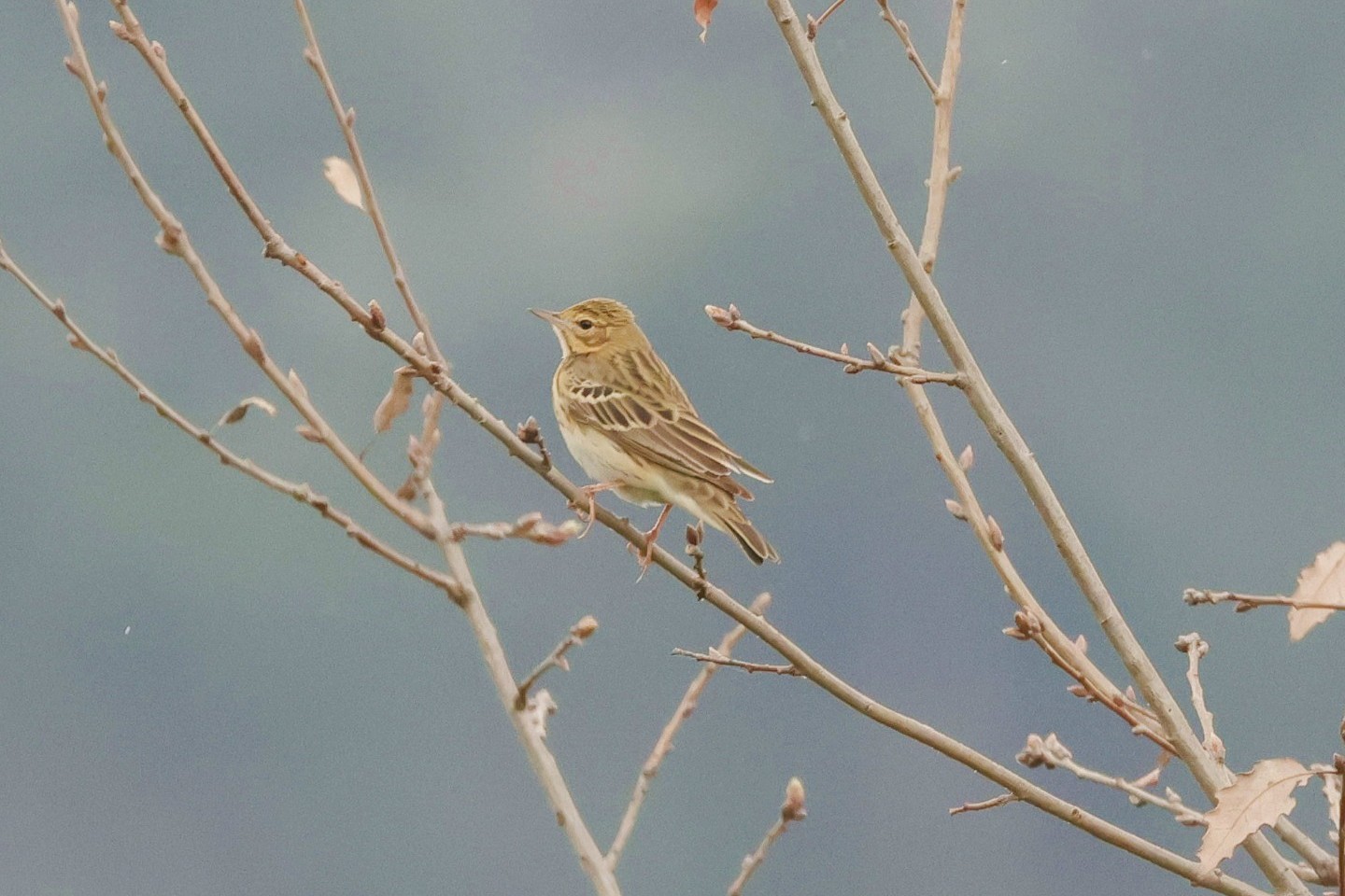 Ağaç incirkuşu » Tree Pipit » Anthus trivialis