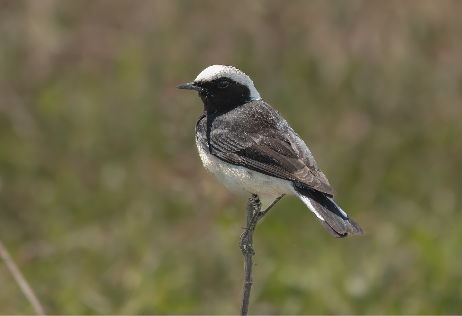 Kıbrıs kuyrukkakanı » Cyprus Wheatear » Oenanthe cypriaca
