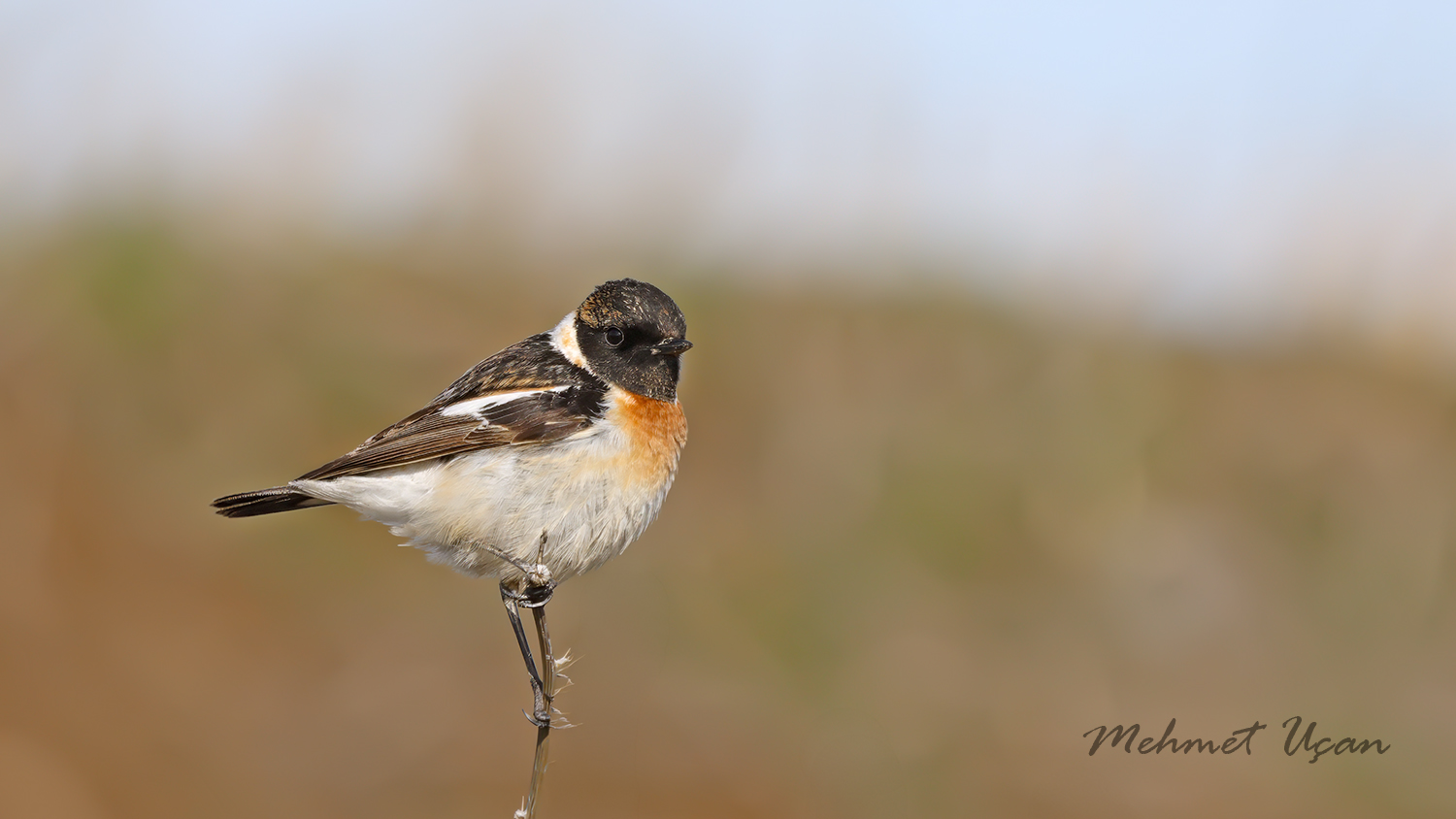 Sibirya taşkuşu » Siberian Stonechat » Saxicola maurus