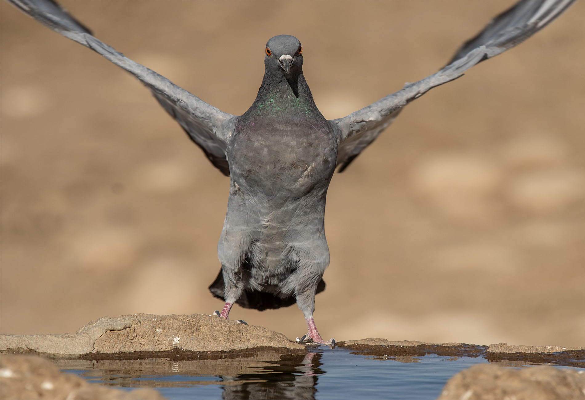 Kaya güvercini » Rock Dove » Columba livia