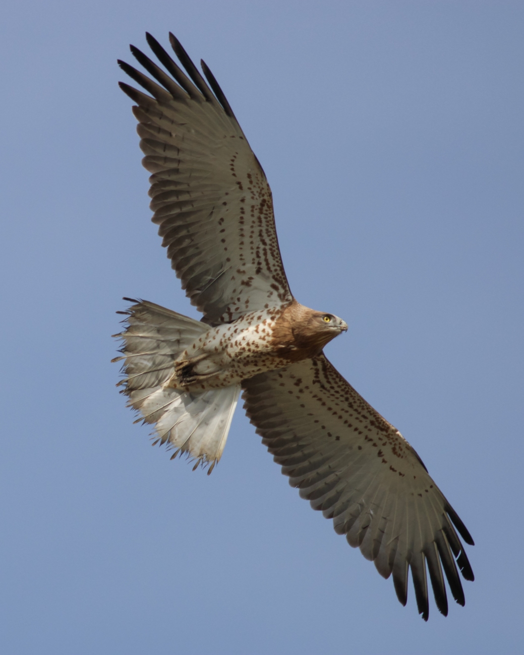 Yılan kartalı » Short-toed Snake Eagle » Circaetus gallicus