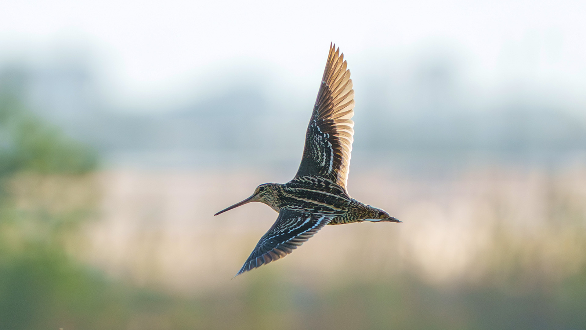 Büyük suçulluğu » Great Snipe » Gallinago media