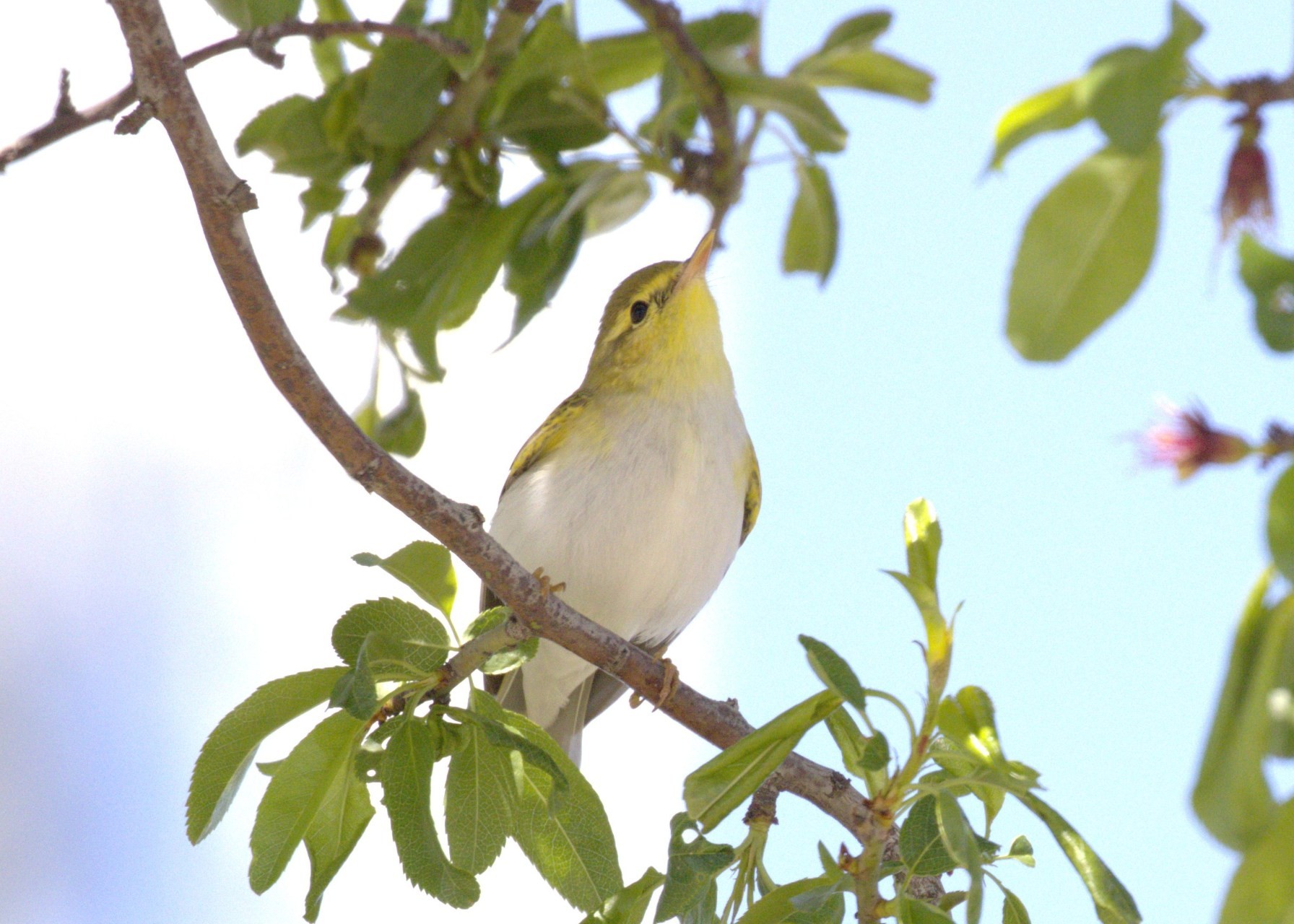 Orman çıvgını » Wood Warbler » Phylloscopus sibilatrix