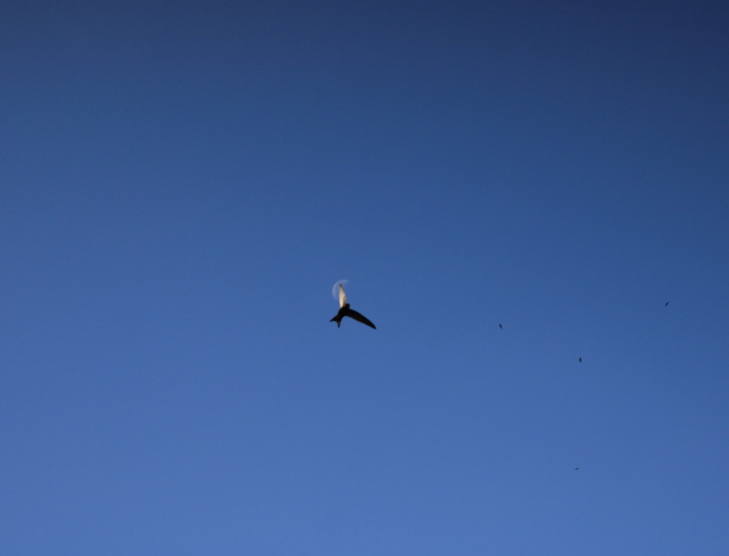 Ebabil » Common Swift » Apus apus