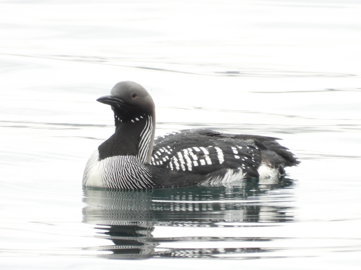Karagerdanlı dalgıç » Black-throated Loon » Gavia arctica
