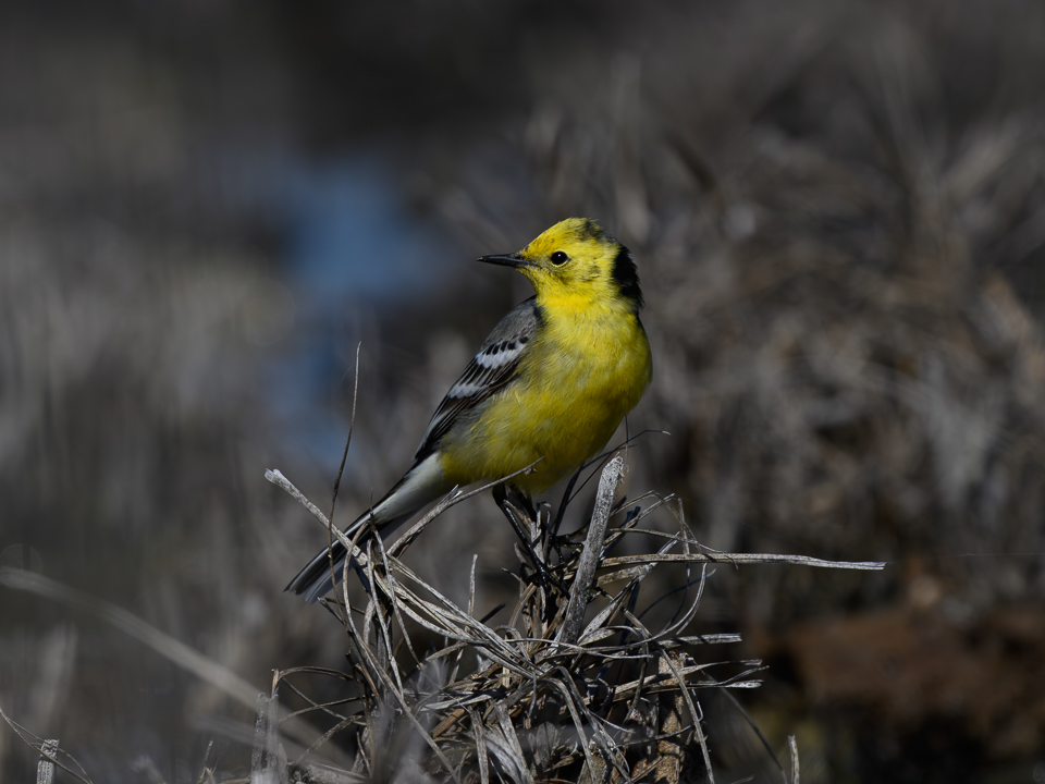 Sarıbaşlı kuyruksallayan » Citrine Wagtail » Motacilla citreola