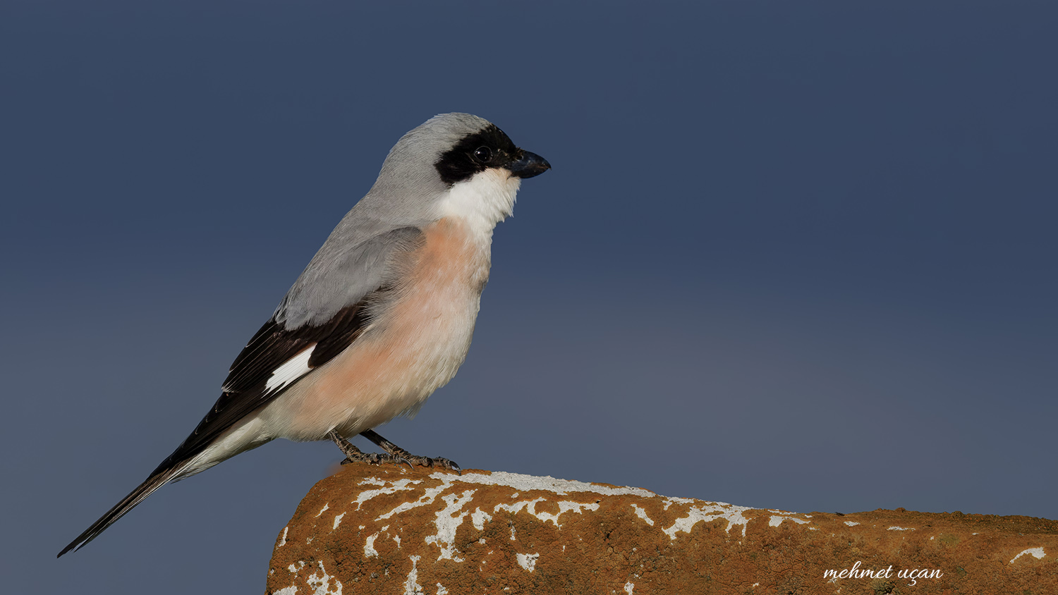 Karaalınlı örümcekkuşu » Lesser Grey Shrike » Lanius minor