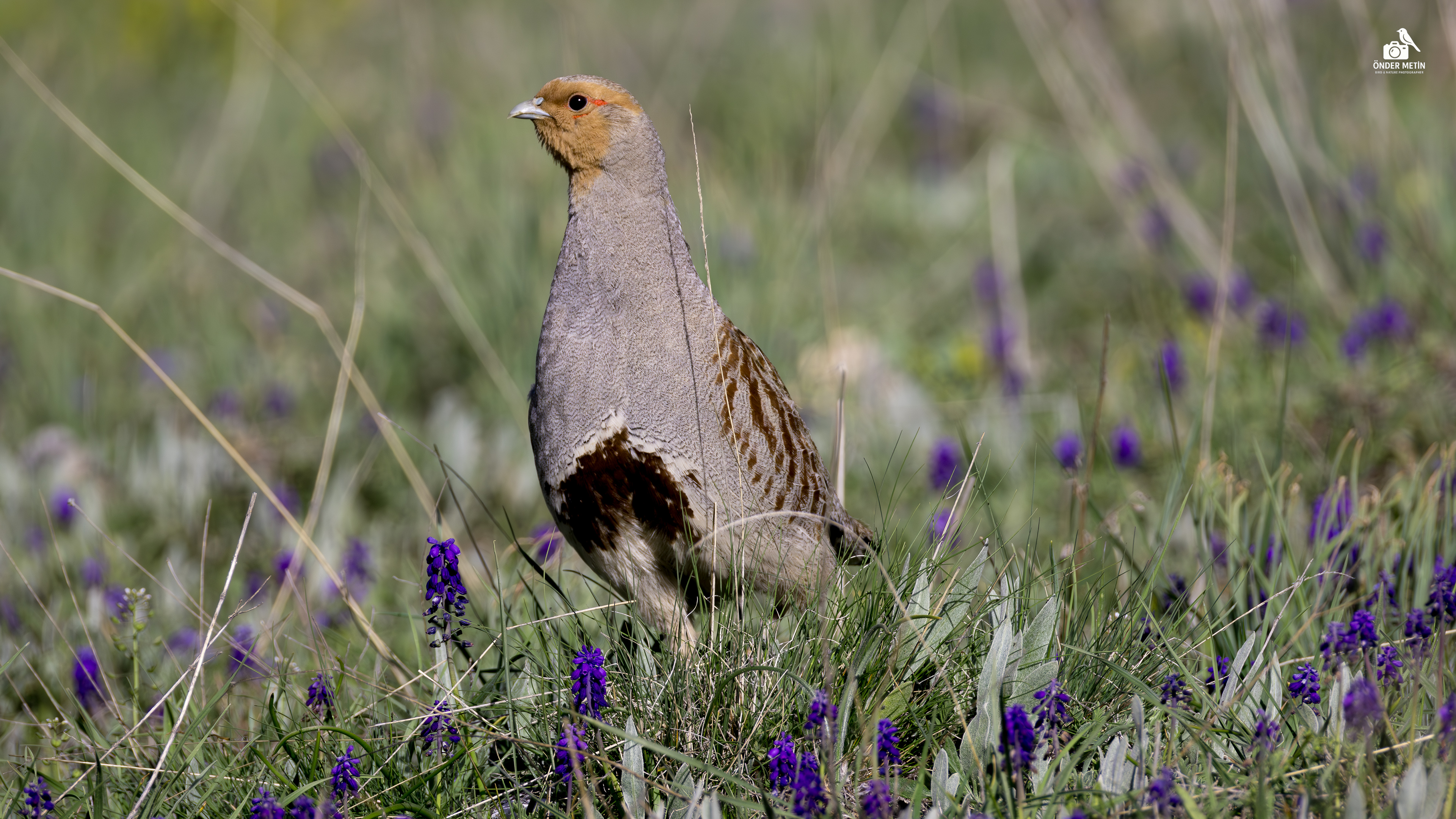 Çilkeklik » Grey Partridge » Perdix perdix