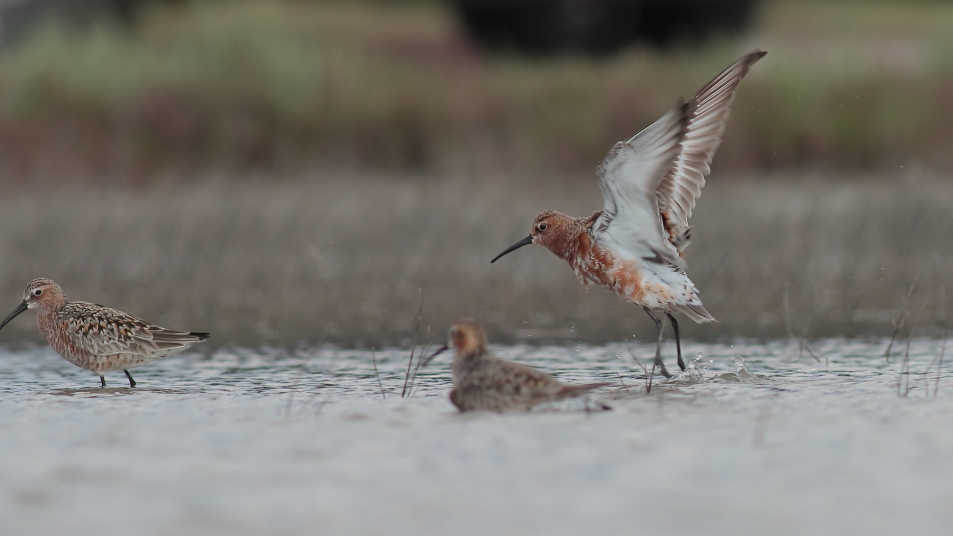 Kızıl kumkuşu » Curlew Sandpiper » Calidris ferruginea