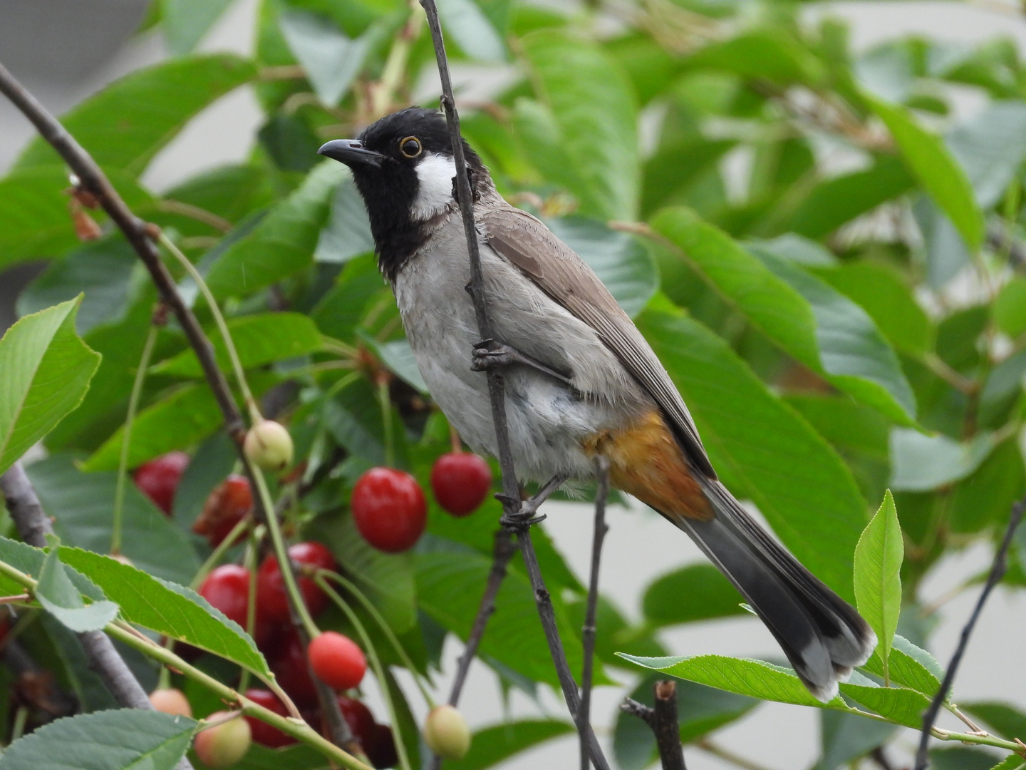 Akyanaklı arapbülbülü » White-eared Bulbul » Pycnonotus leucotis