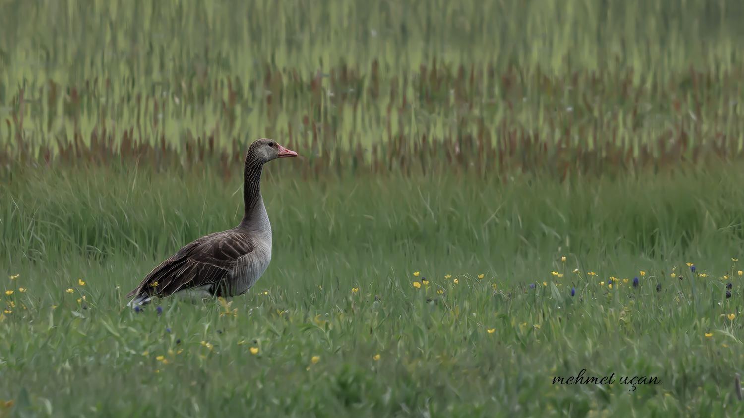 Boz kaz » Greylag Goose » Anser anser