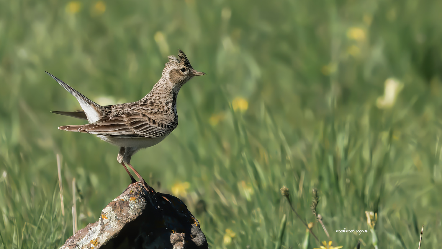 Tarlakuşu » Eurasian Skylark » Alauda arvensis