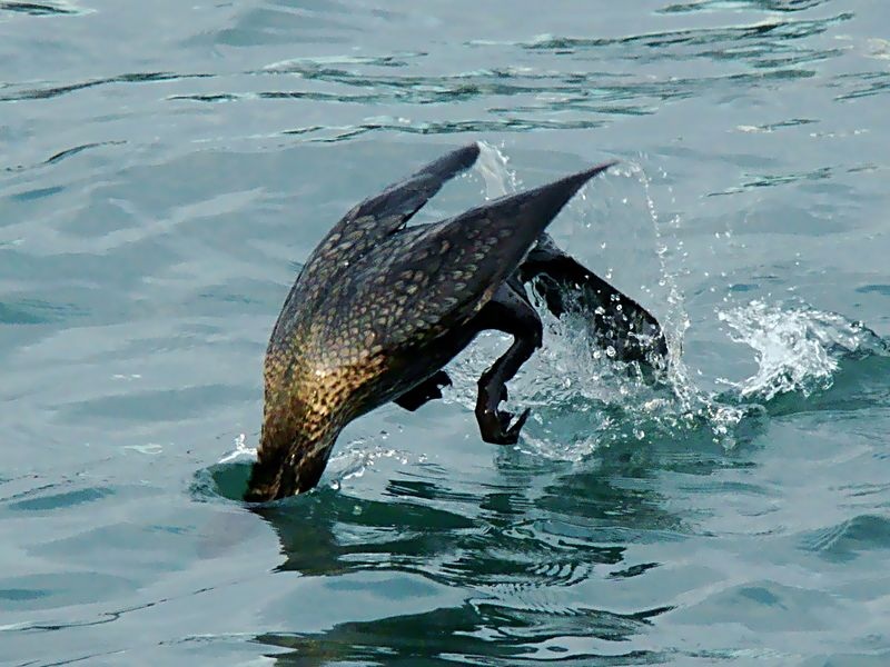 Karabatak » Great Cormorant » Phalacrocorax carbo