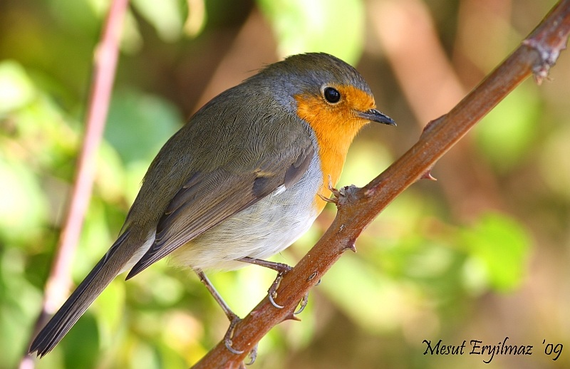 Kızılgerdan » European Robin » Erithacus rubecula
