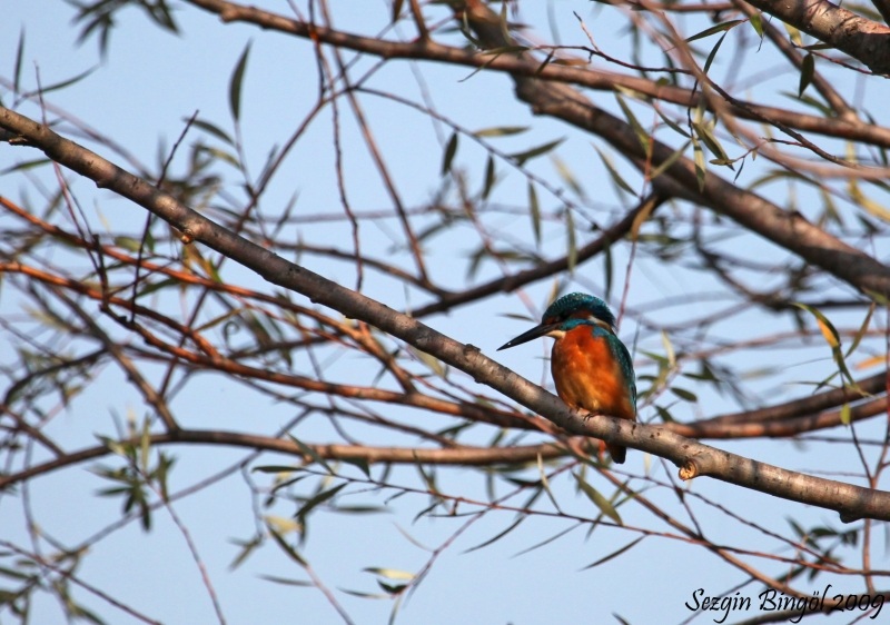 Yalıçapkını » Common Kingfisher » Alcedo atthis