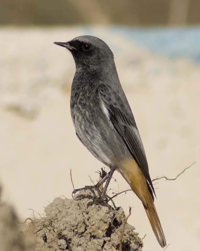 Kara kızılkuyruk » Black Redstart » Phoenicurus ochruros