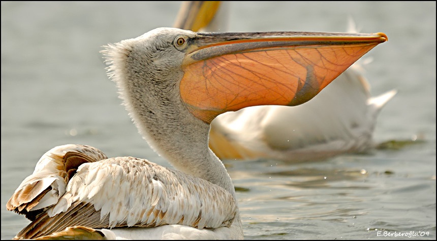 Tepeli pelikan » Dalmatian Pelican » Pelecanus crispus