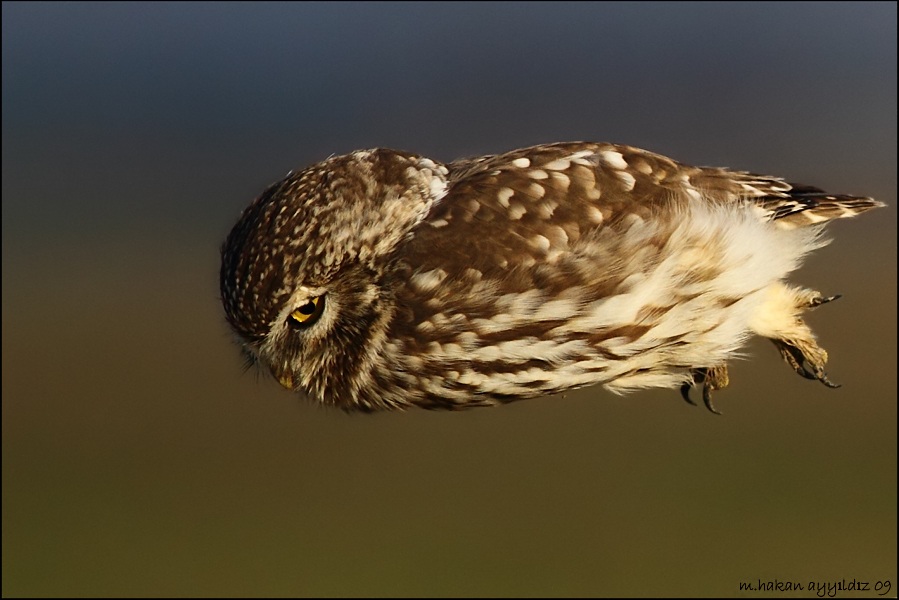 Kukumav » Little Owl » Athene noctua