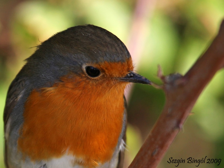 Kızılgerdan » European Robin » Erithacus rubecula