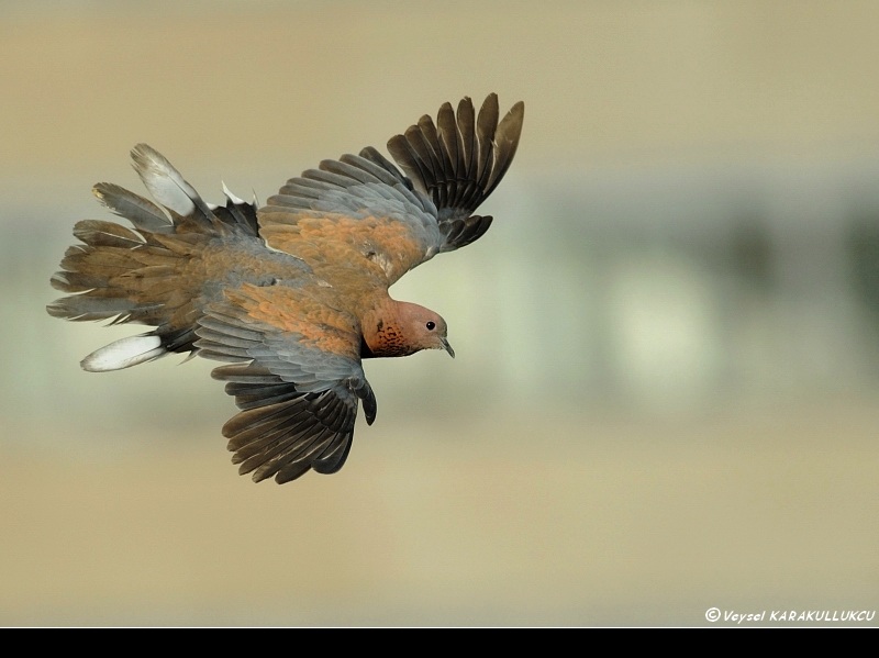 Küçük kumru » Laughing Dove » Spilopelia senegalensis