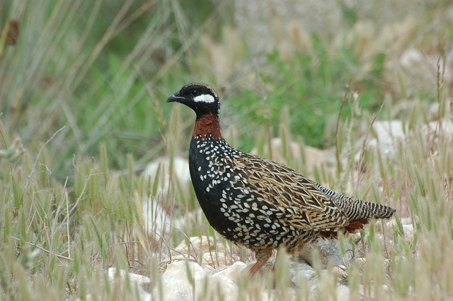Turaç » Black Francolin » Francolinus francolinus