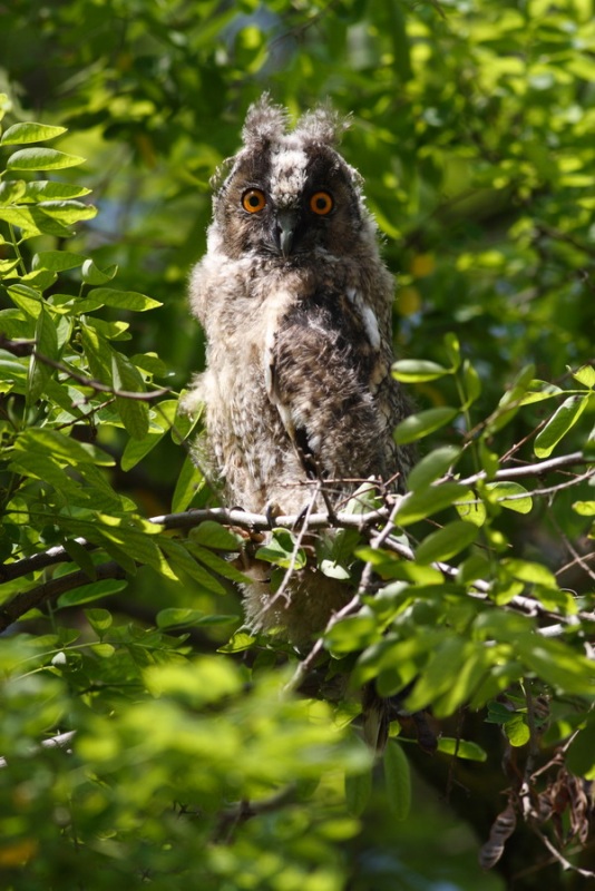 Kulaklı orman baykuşu » Long-eared Owl » Asio otus