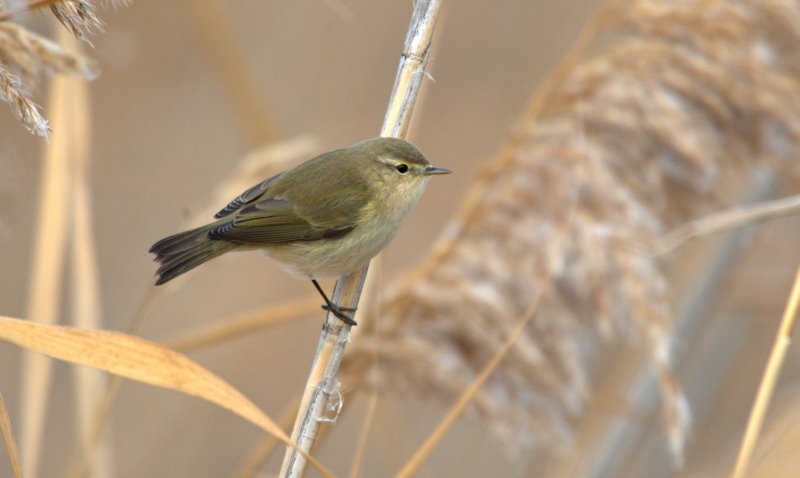 Çıvgın » Common Chiffchaff » Phylloscopus collybita