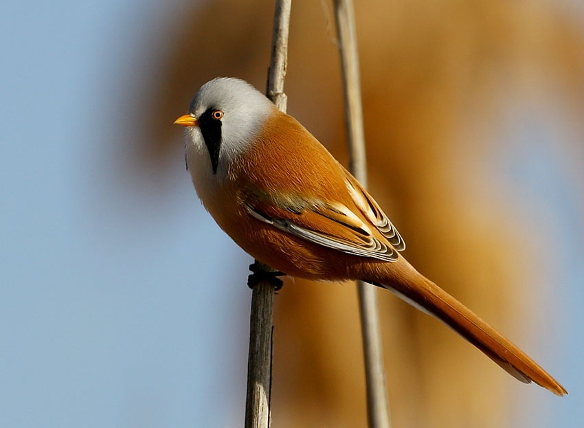 Bıyıklı baştankara » Bearded Reedling » Panurus biarmicus