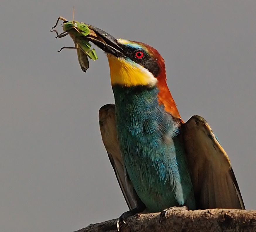 Arıkuşu » European Bee-eater » Merops apiaster