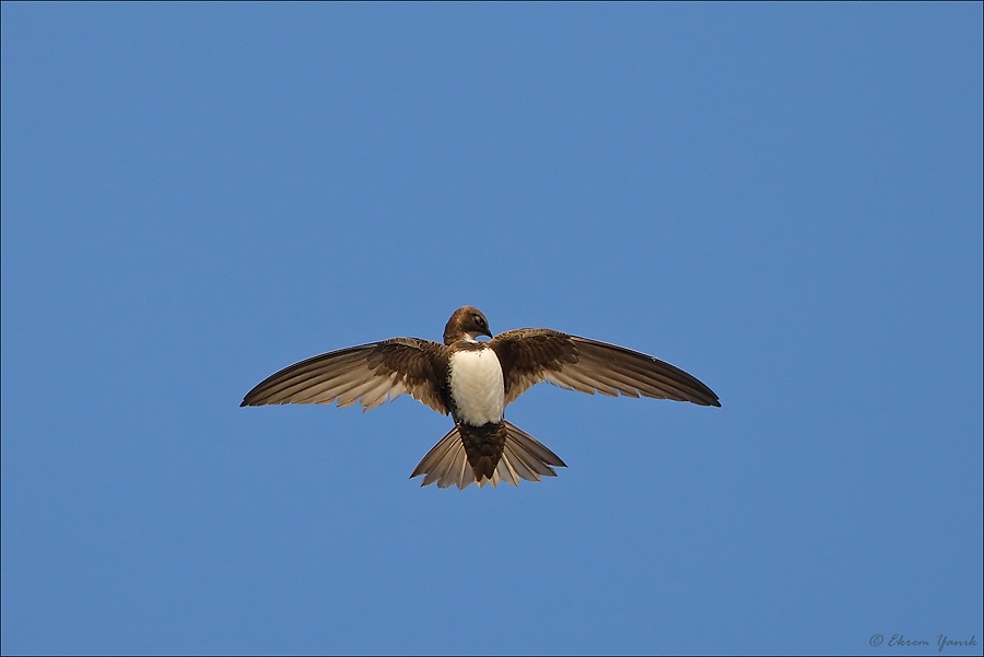 Akkarınlı ebabil » Alpine Swift » Tachymarptis melba