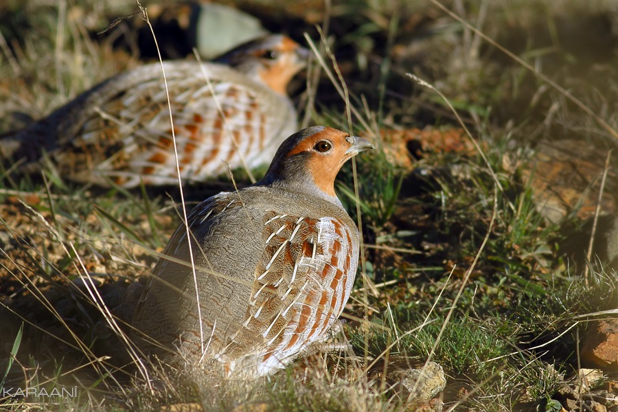 Çilkeklik » Grey Partridge » Perdix perdix