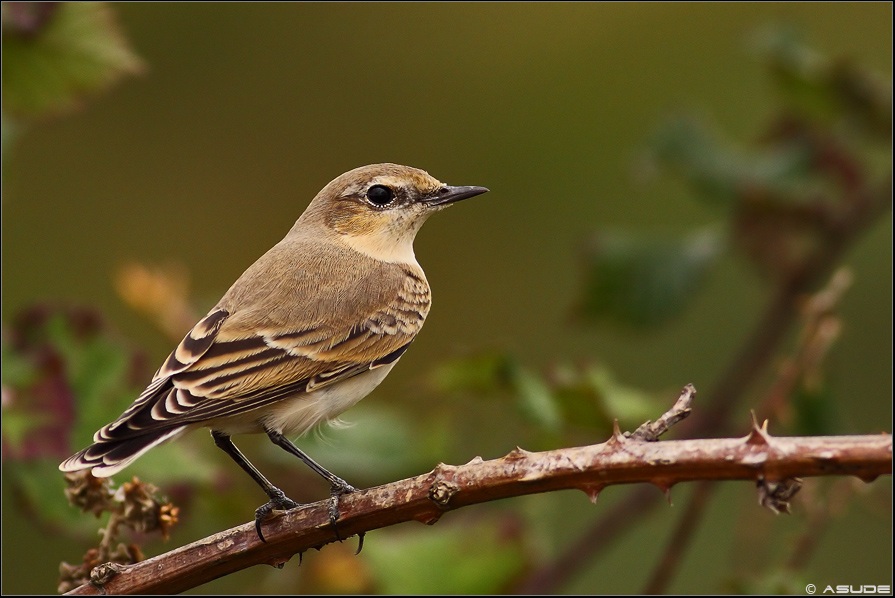 Kuyrukkakan » Northern Wheatear » Oenanthe oenanthe