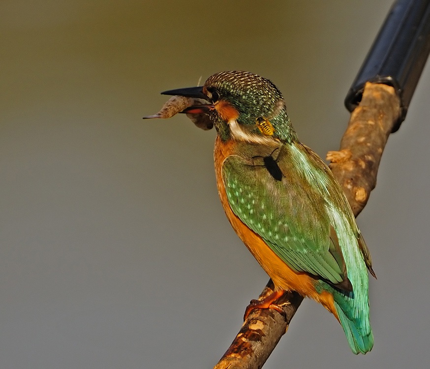 Yalıçapkını » Common Kingfisher » Alcedo atthis