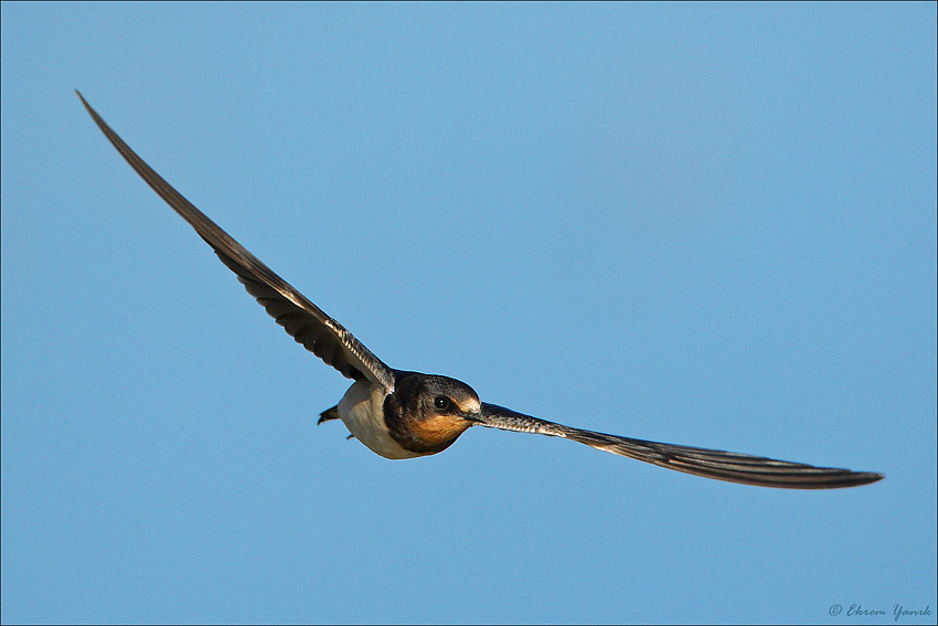 Kır kırlangıcı » Barn Swallow » Hirundo rustica