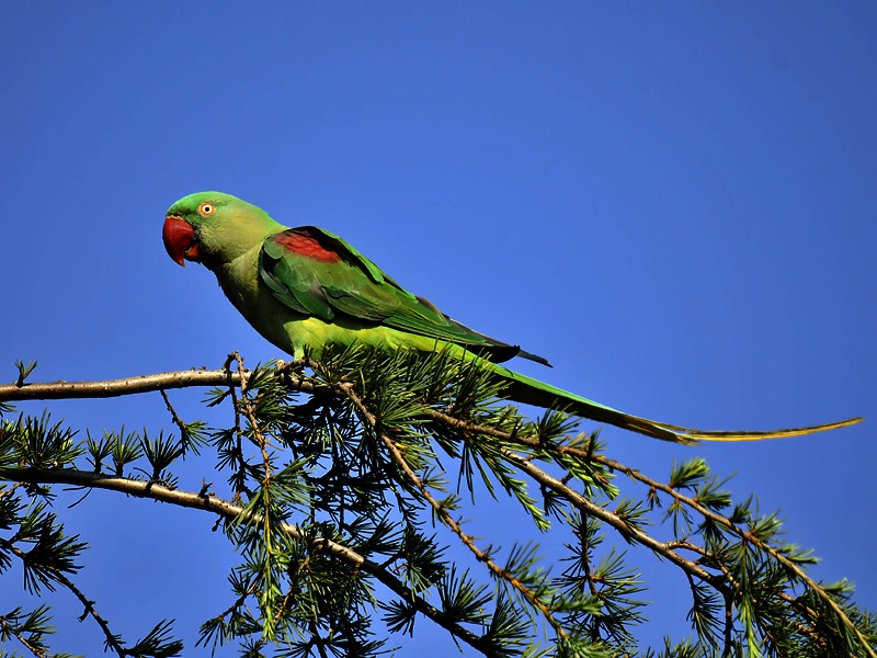 İskender papağanı » Alexandrine Parakeet » Psittacula eupatria