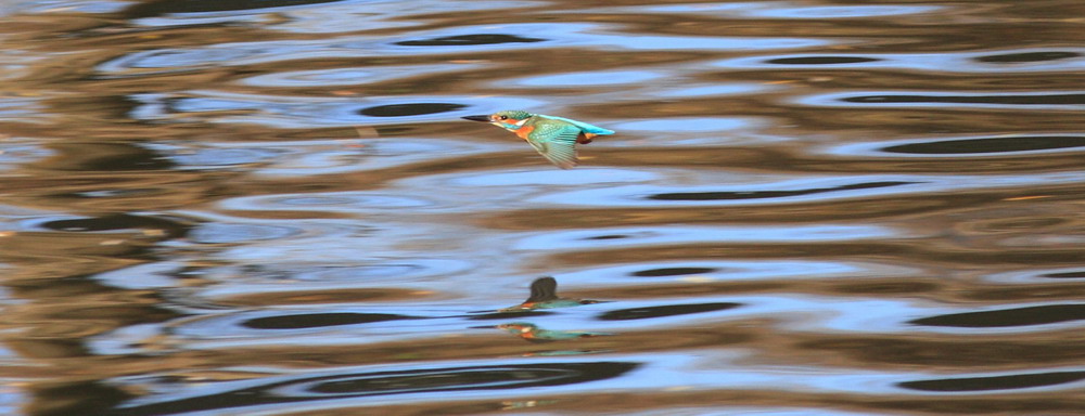 Yalıçapkını » Common Kingfisher » Alcedo atthis