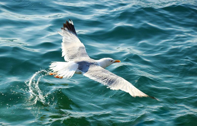 Gümüş martı » Yellow-legged Gull » Larus michahellis