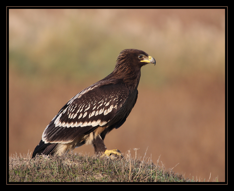 Büyük orman kartalı » Greater Spotted Eagle » Clanga clanga