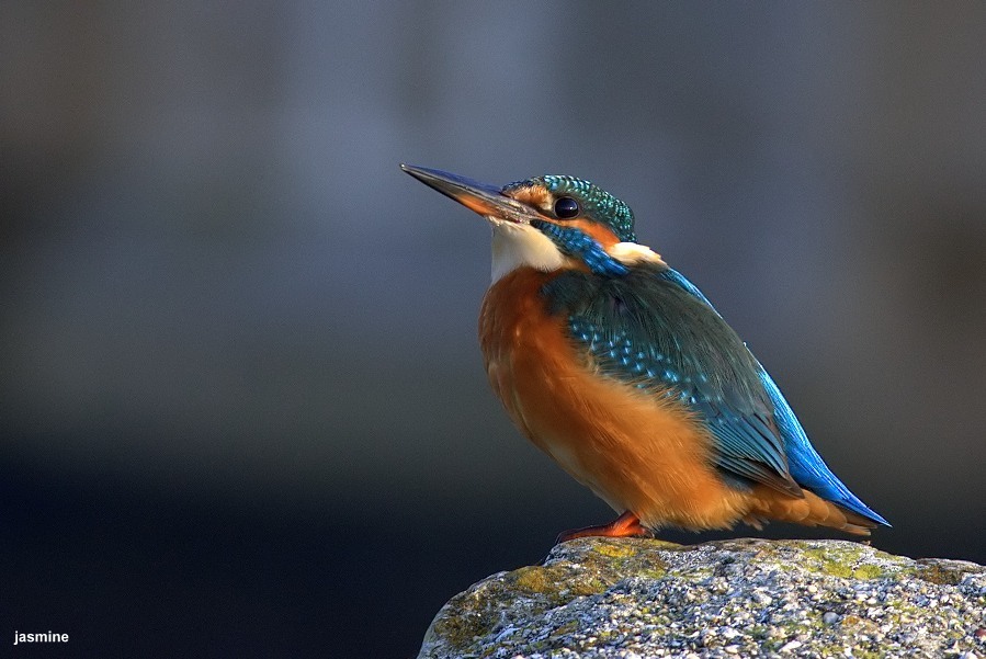 Yalıçapkını » Common Kingfisher » Alcedo atthis