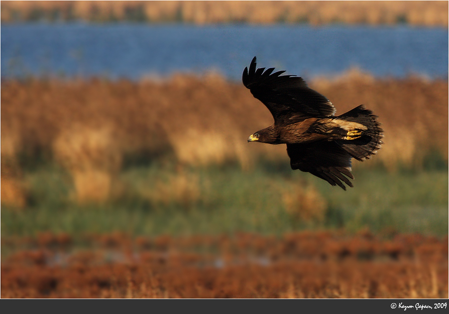Büyük orman kartalı » Greater Spotted Eagle » Clanga clanga