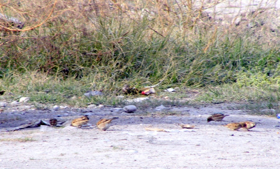 Serçe » House Sparrow » Passer domesticus